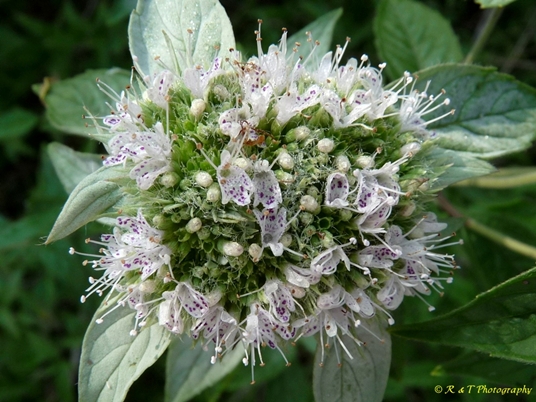 {Pycnanthemum incanum}